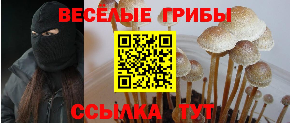купить наркоту  Богданович  Галлюциногенные грибы Psilocybe 